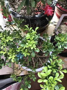 朱砂根叶子发干，是何原因导致