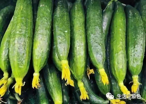 黄瓜落果、挂果少？爆款花卉秘诀大公开！