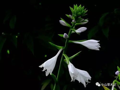 子萼玉簪：传统文化中的花语与意义探索