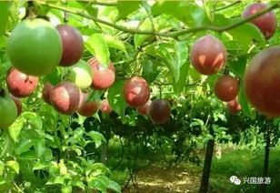 分批采收， 效益梗高