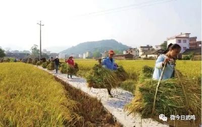 贵州茶油基地：每亩产量揭秘，电话直通！