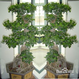 5. 温室花卉植物种植技术， 园艺爱好者的收藏珍品