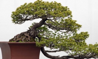 松树盆景的盆栽选择