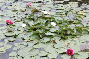 睡莲的种植技巧