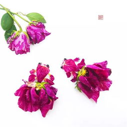 一朵蔷薇的花语是什么？它代表着爱情、美丽还是勇气