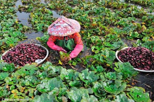 北方农人的秘密武器：耐旱抗寒植物大揭秘