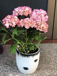 引子：绣球花的秘密生活