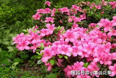 高山杜鹃，花儿中的贵族