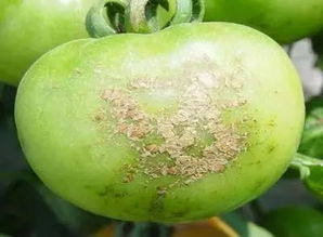 番茄苗猝倒病与多菌灵的关系