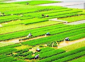 三大抗涝明星档案