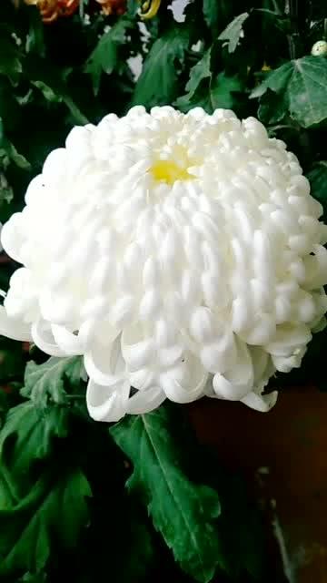 菊花的品种繁多， 分布广泛