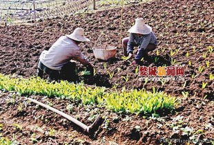 土壤活化程度：高产的关键