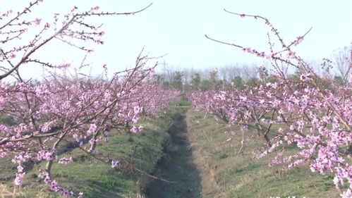 桃花的观赏价值