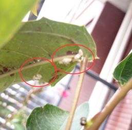 荷花盆里蚊子卵如何彻底消灭，避免蚊子繁殖影响荷花生长