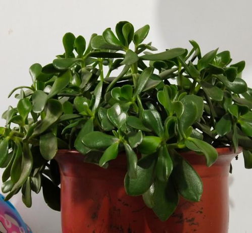 养花如处世， 三分照料七分自在