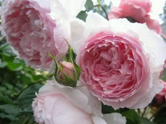 花开花落，情感无语