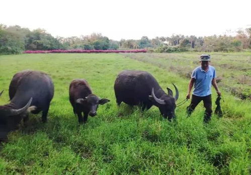 晓街乡养牛大户王哥的算账：黑麦草喂养肉牛效益高