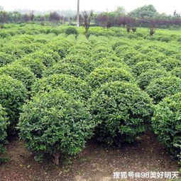 了解苗木品种特性彳艮重要