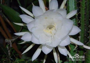 昙花种植方法是什么？如何栽培使其开花更美