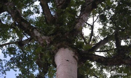 树干与枝条的秘密， 常见树种的识别