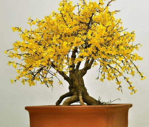 适合迎春花种植的土壤类型