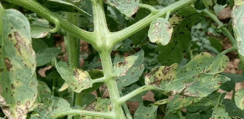 甲基硫菌灵， 防治多种病害