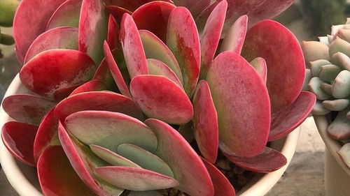 .| 方案 | 成活率 | 产量(kg/m²) | 成本(元) |