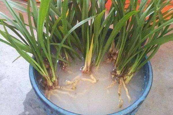 分株法，让一盆变十盆