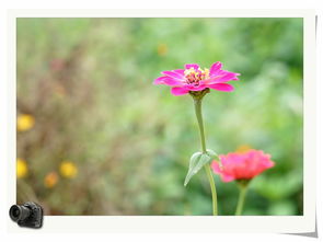 公路花草的花语和象征意义