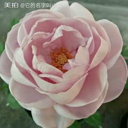 蓝色风暴月季：浓黄铜色的花朵