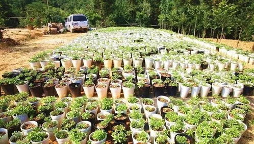 耐寒植物，冬日里的色彩