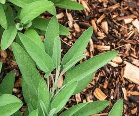 罗勒：八角茴香的气息， 浓郁而神秘