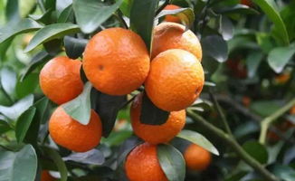 苹果园使用除草剂后对果树的生长和果实品质有长期影响吗？