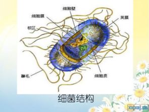 细胞壁的奇幻之旅：细菌与真菌的碰撞