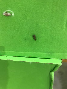 如何根据印度使用杀虫剂的情况，有效防治印度谷螟的侵害？