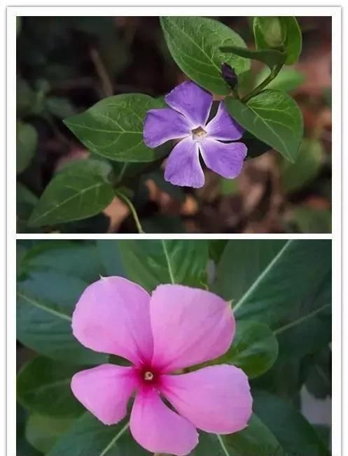 金盏花，金盏花，你为什么这么美？