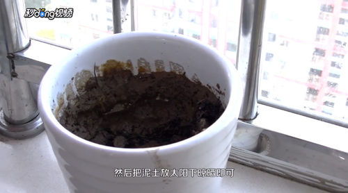 花盆里长虫子怎么办？有没有什么安全有效的方法来处理