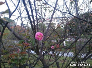 逆天改命选手：耐热又抗寒的狠角色