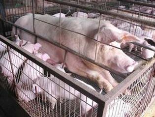 创新母猪产房设计，提升养殖效率与舒适度
