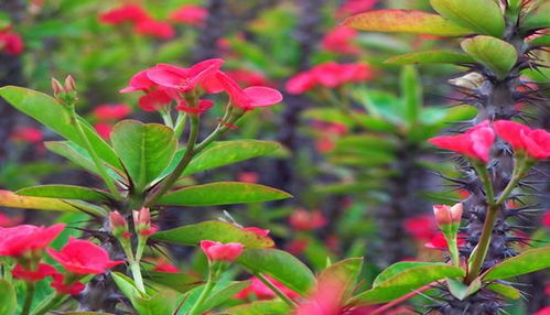 铁海棠， 这名字听起来就带劲