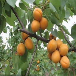 如何根据杏核种植发芽，并掌握杏树苗嫁接的正确方法