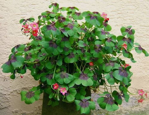 根据构巢酢（Oxalis