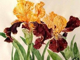 河南师范大学的师资力量如何？