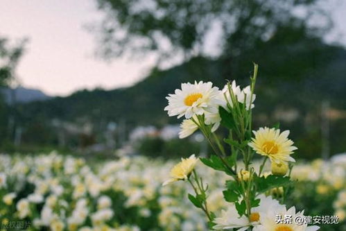 白菊花：一朵花的纯净之美
