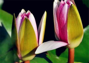 土质和水深， 也要讲究