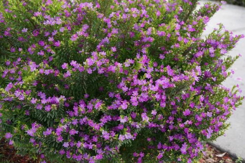 报春花：耐寒又美观