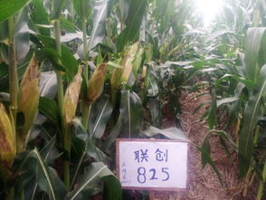 一、抗倒抗锈病稳产品种推荐