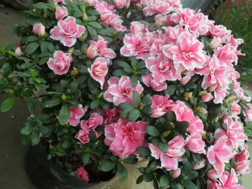 杜鹃花一年开几次花？不同品种开花时间一样吗