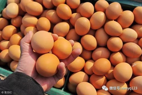 毛猪肉价格最新行情下猪肉最高价格是多少？