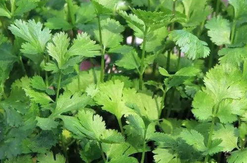 人参在什么月份种植最适宜？